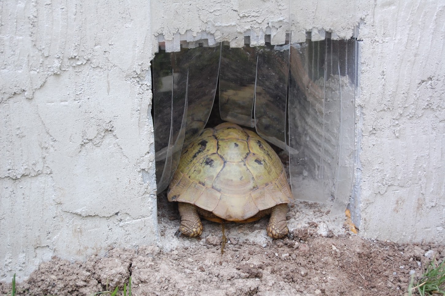 PVC Lamellenvorhang / Lamellen für Schildkröten.